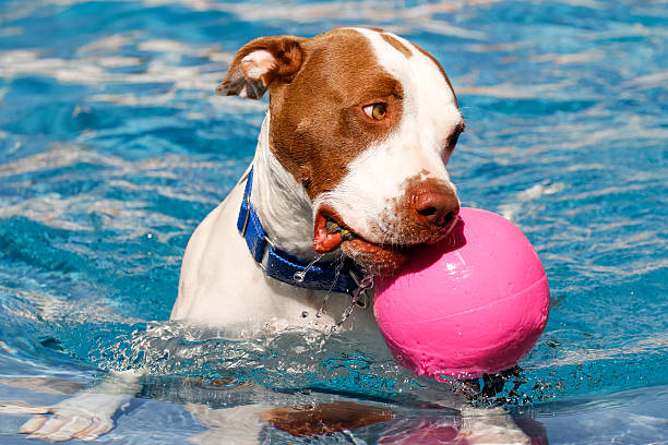 istock Dog in the pool with a ball 538461308