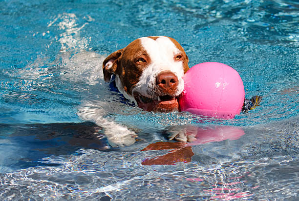 istock Dog swimming in the pool with toy 538461372