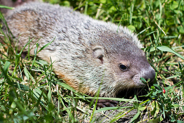 istock Close up portrait of a young groundhog 538461536