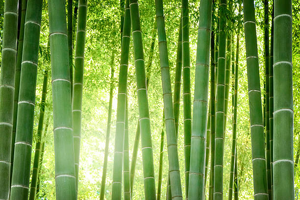 floresta de bambu - bamboo grove imagens e fotografias de stock