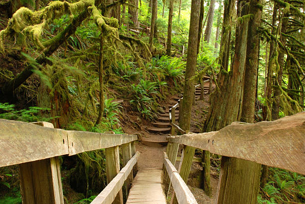 istock Wooden Bridge in Moss Forest 538462582