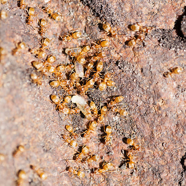 istock Thief Ants with Larvae - Solenopsis Molesta 538462622