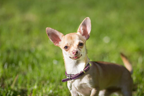 istock Chihuahua dog close up looking 538462834