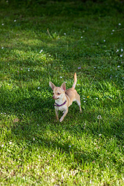 istock Chihuahua dog grass field 538462860