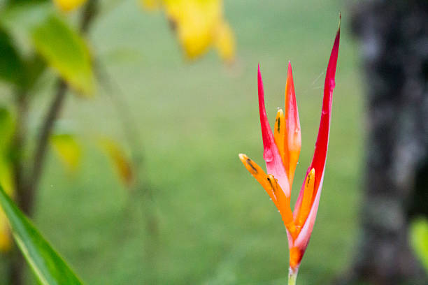 istock Psittacorum Red cross flower with bokeh grass 538465294