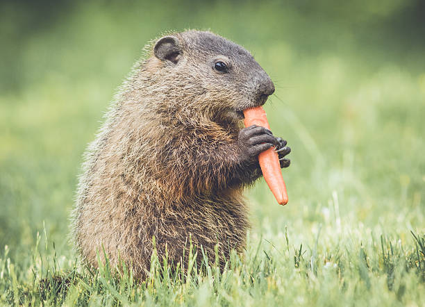 Prairiedog eating carrot