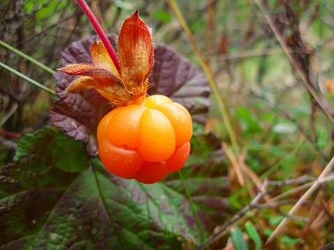 cloudberry is ripened in the forest in the swamp