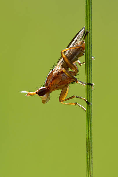 istock Ilione albiseta snail-killing fly 538467216