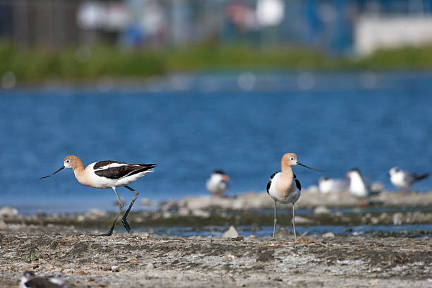 American Avocet  at San Francisco Bay Area American Avocet  at San Francisco Bay Area avocet stock pictures, royalty-free photos & images