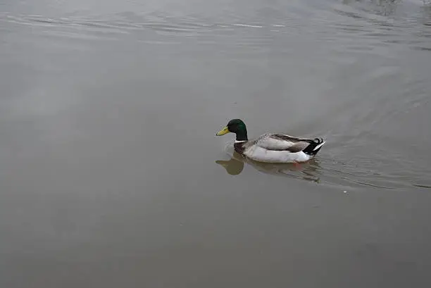 Duck on a Pond