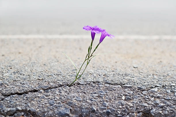 istock purple flower growing on crack street, soft focus 538468834