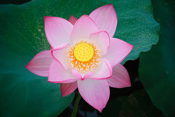 istock Beauty lotus flower 538469856