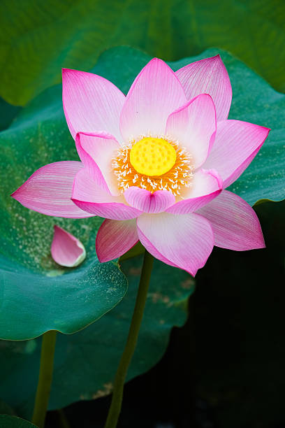 istock Beauty lotus flower 538470080