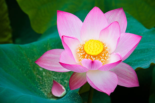 istock Beauty lotus flower 538470106