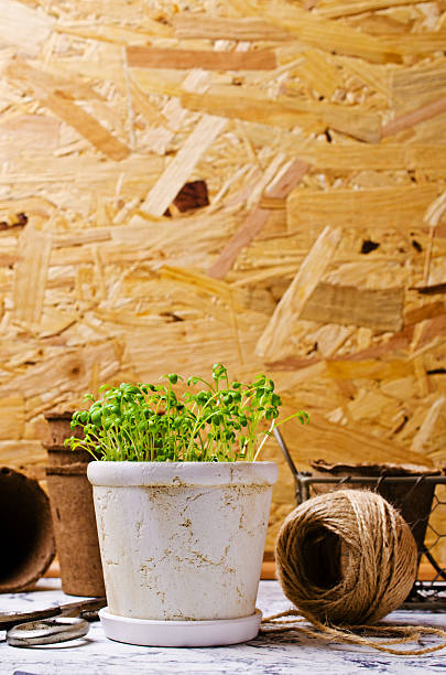 istock Seedlings of green watercress 538470694