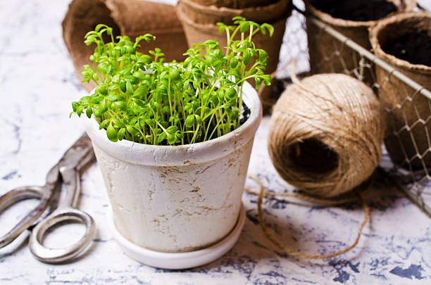 istock Seedlings of green watercress 538470712
