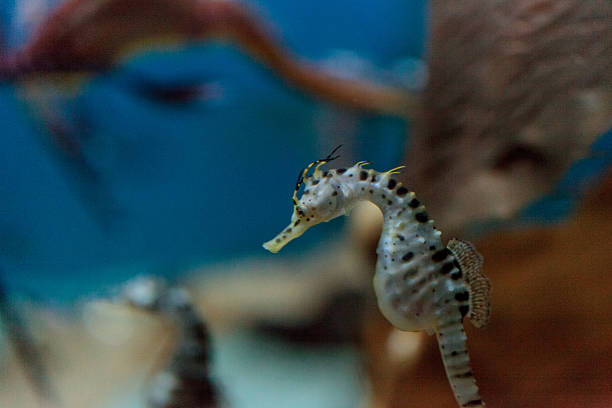 istock Potbellied seahorse Hippocampus abdominalis 538471522