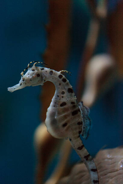 istock Potbellied seahorse Hippocampus abdominalis 538471598