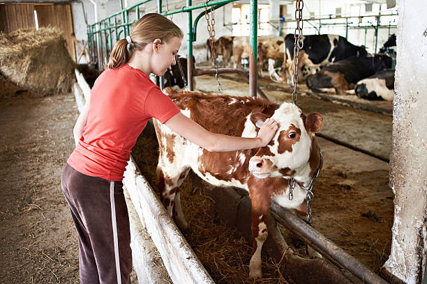 istock Girl stroking calf on dairy farm 538472028