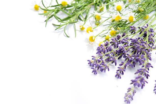 herbs on white background stock photo