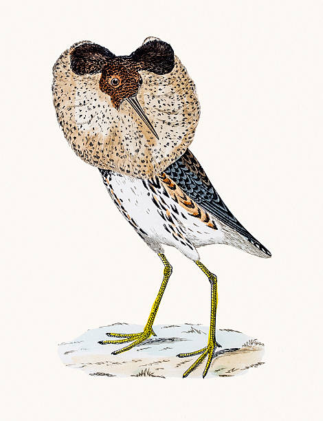 Animal Ruff Drawing 60+ Ruff Bird Stock Illustrations, Royalty-Free Vector Graphics & Clip ...