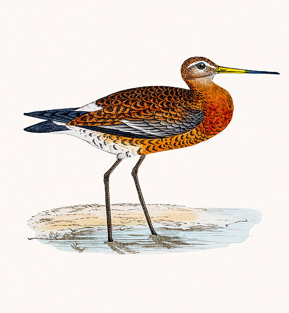 Black tailed Godwit A photograph of an original hand-colored engraving from The History of British Birds by Morris published in 1853-1891. wader bird stock illustrations