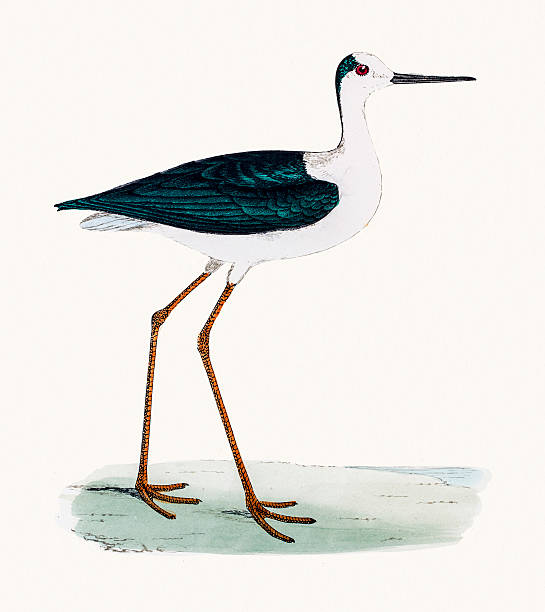 Stilt bird A photograph of an original hand-colored engraving from The History of British Birds by Morris published in 1853-1891. avocet stock illustrations