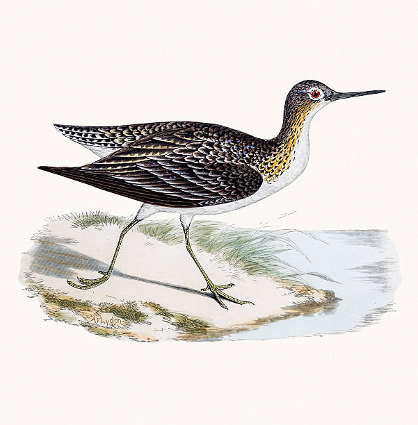 biegus shorebird samotny - zoo audubon stock illustrations