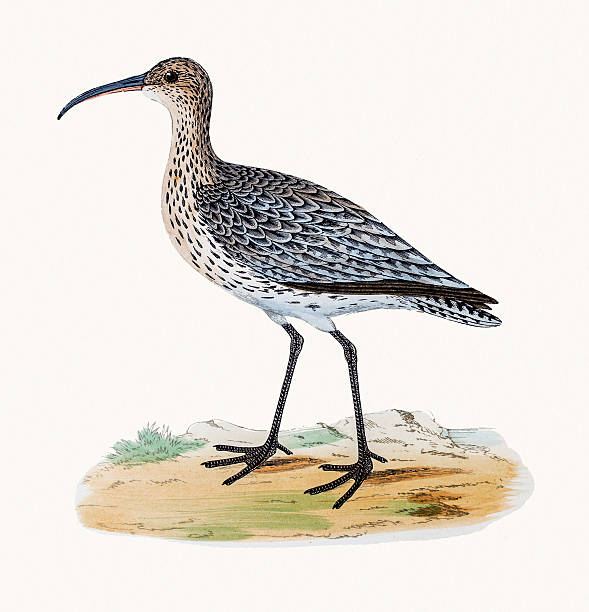 kulik mniejszy shorebird - zoo audubon stock illustrations