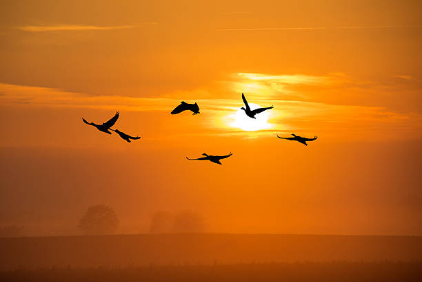 istock Flock of cranes 538472658