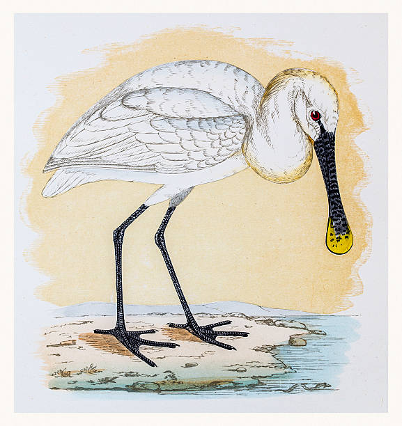 노랑부리저어새 shorebird - audubon park zoo stock illustrations