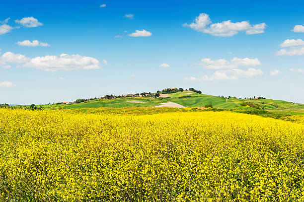 istock Fields of yellow flowers and blue sky 538473250