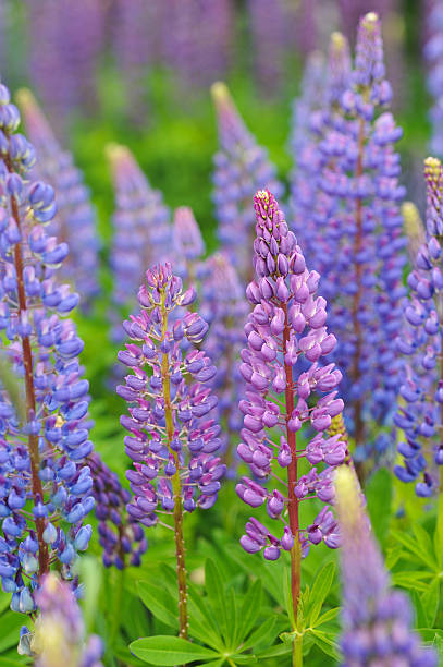 istock Lupine flowers 538473860