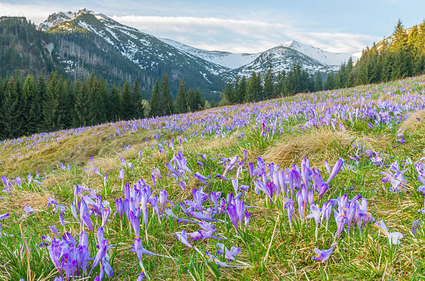 istock Crocuses in the grass, Tatra mountains, Poland 538474326