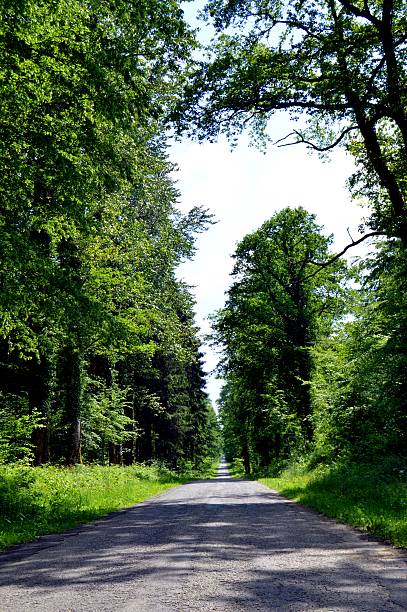 istock Country road in a straight line. 538474384