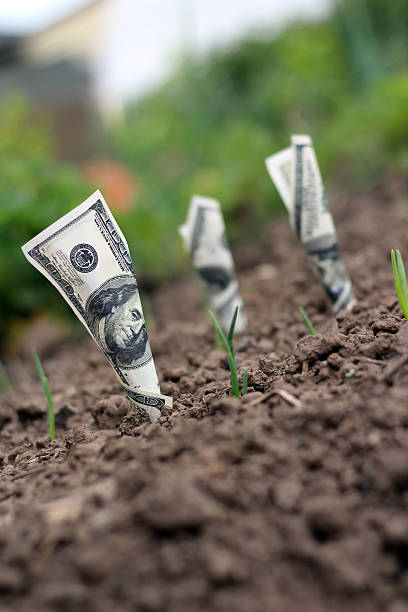 istock American dollars grow from the ground 538474874