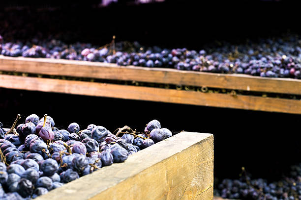 Bunches of grapes used for Amarone, drying on mats called 'arelle' to increase sugar content.