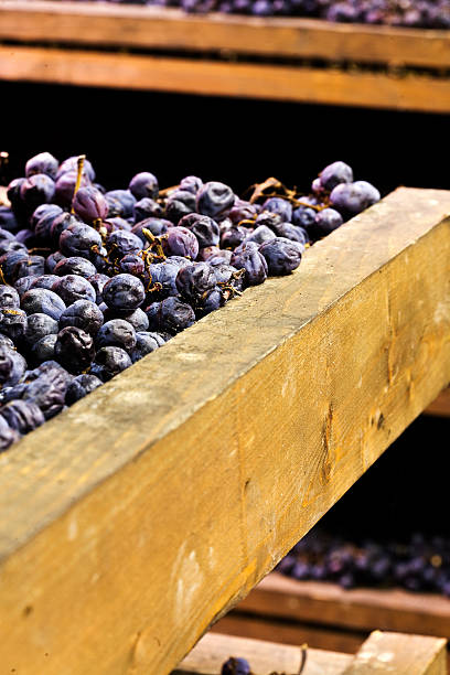 istock Bunches of grapes used for Amarone 538476149