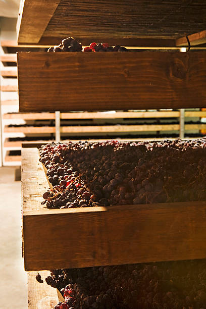 istock Bunches of grapes used for Amarone 538476171