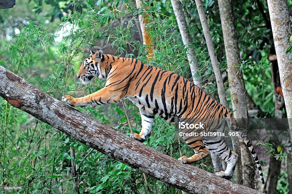 Tiger Indonesia Tiger in Indonesia. 2015 Stock Photo