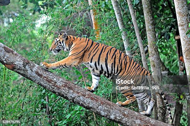 Tiger Indonesia Stock Photo - Download Image Now - 2015, Aggression, Algae