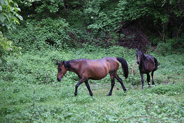 istock Nagorno Karabakh 538476442