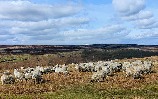 istock Sheep grazing, North York Moors, Yorkshire, UK. 538477429