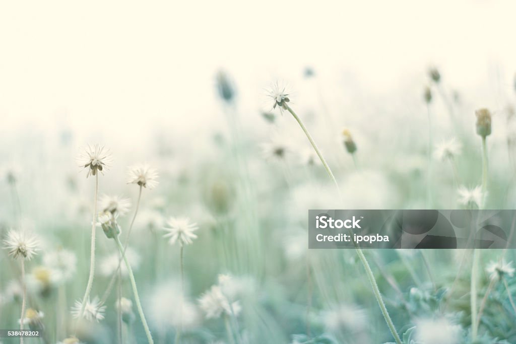 Sommer abstrakte Pastell Natur Hintergrund mit trockenen Blumen - Lizenzfrei Blume Stock-Foto