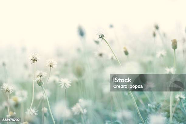 Sommer Abstrakte Pastell Natur Hintergrund Mit Trockenen Blumen Stockfoto und mehr Bilder von Blume
