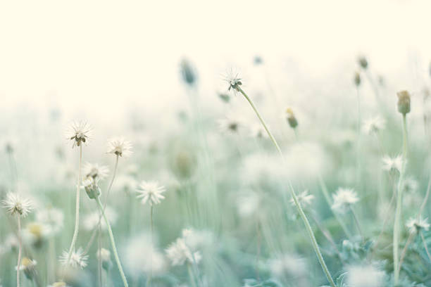 Summer abstract pastel color nature background with dry flower in the meadow, Soft and  blur, Filter image