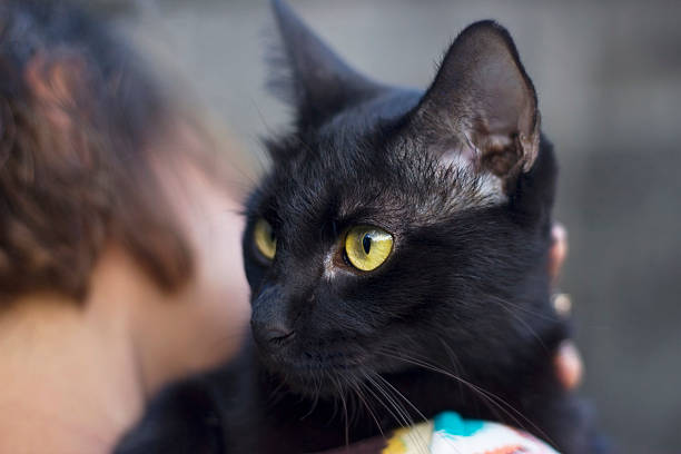 istock Yellow eyes of black cat on woman's shoulder 538478266