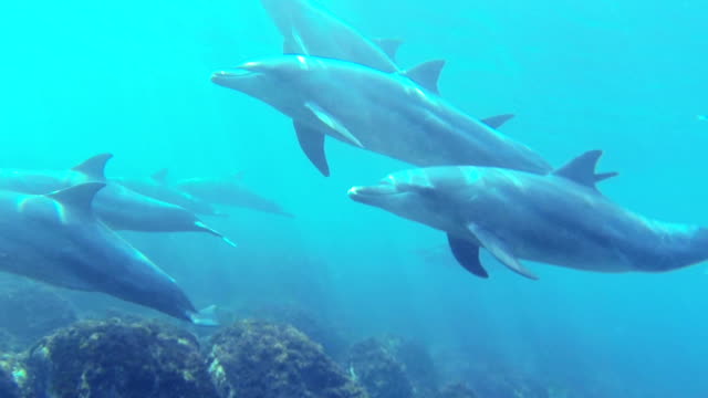 swimming dolphin