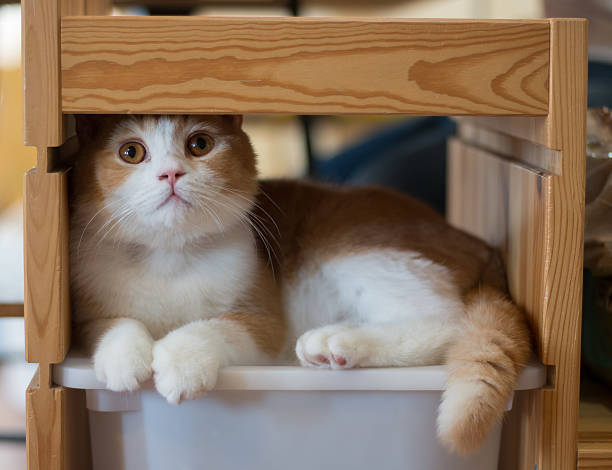 Cat in a wooden shelf