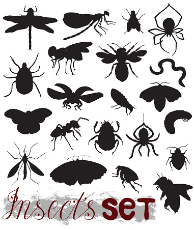 Big collection with isolated silhouettes of summer insects - mosquito, bug, bee, fly, ladybug, butterfly, spider, ant, caterpillar. Black and white vector with hand drawn icons